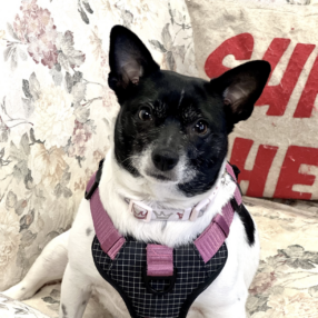 Screenshot 2026-04-16 at 11.38.14 AM